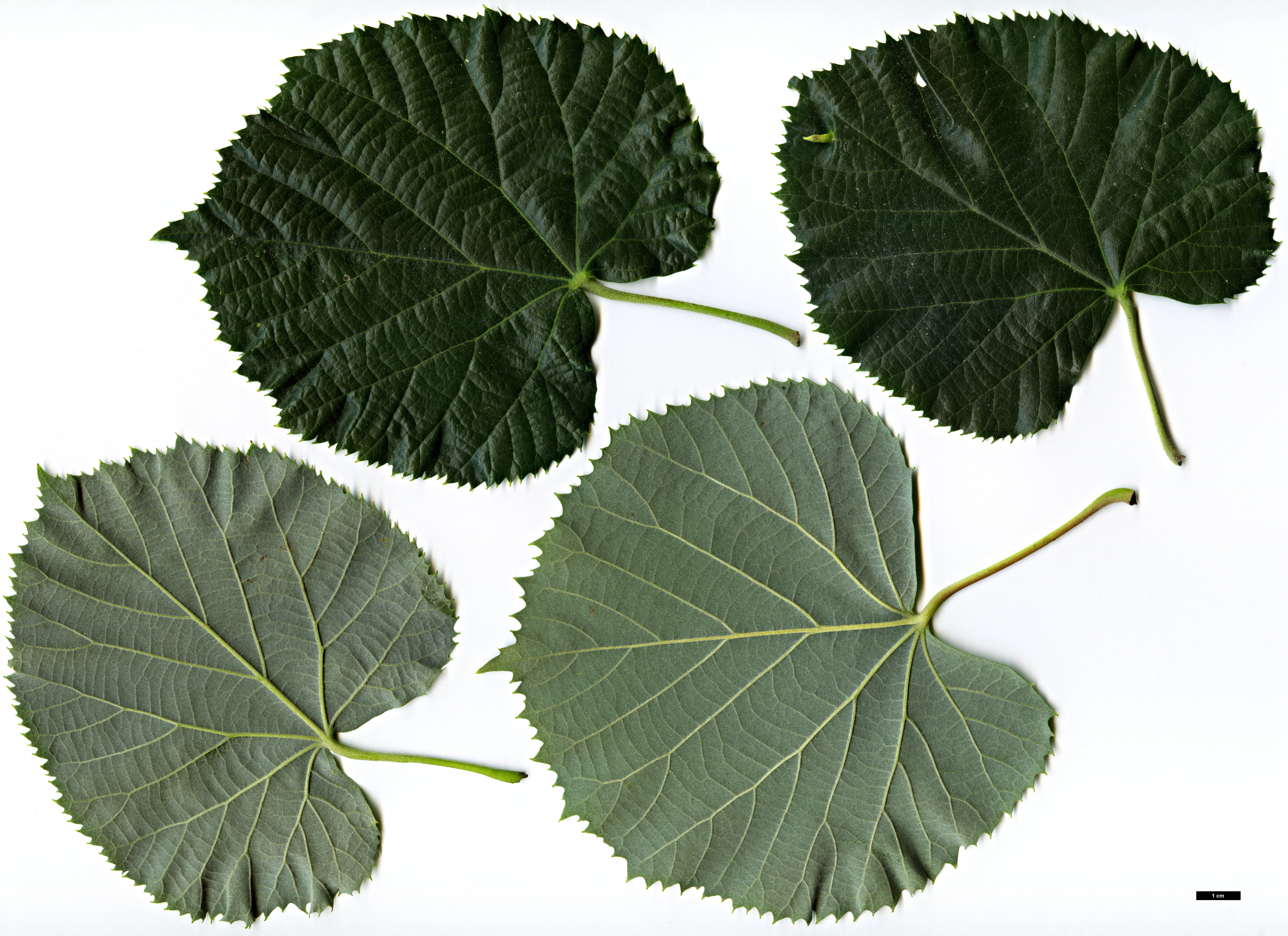 High resolution image: Family: Malvaceae - Genus: Tilia - Taxon: tomentosa - SpeciesSub: ‘Chelsea Sentinel’